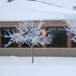 hoarfrost2 025a