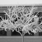 hoarfrost2 025