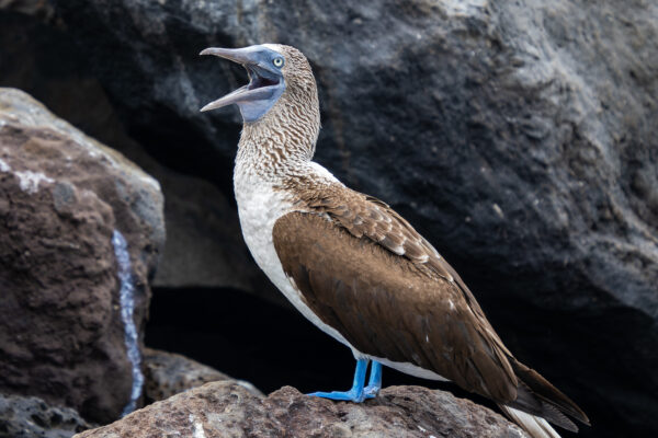 Blue-footed Booby- November 02, 2023