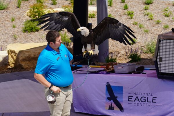 Eagle photo