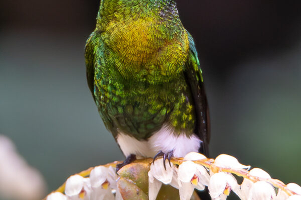 Golden-breasted Puffleg- February 10, 2019