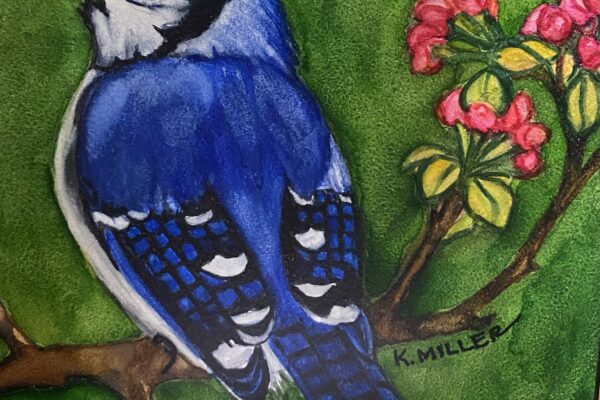 Kathy Miller Blue Jay