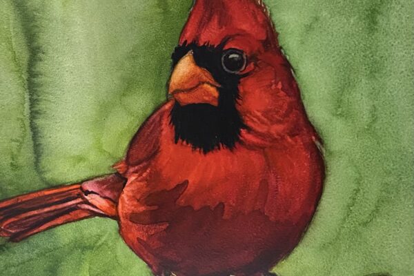 Kathy Miller Cardinal up close