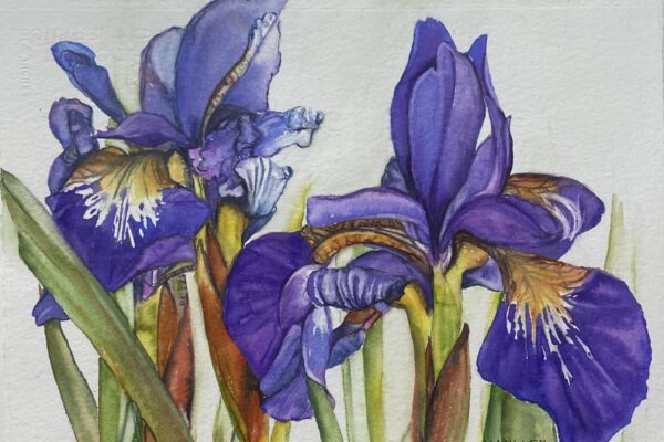 Kathy Miller Iris
