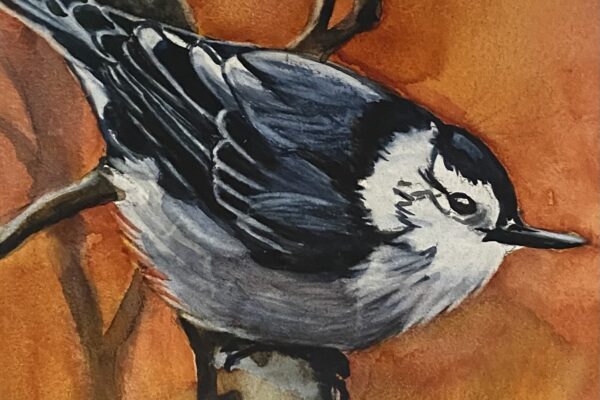 Kathy Miller bird with orange background