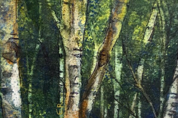Kathy Miller forest