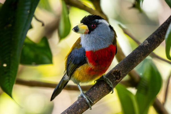 Toucan Barbet- January 05, 2024